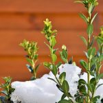 Boxwood blight found in Michigan boxwood