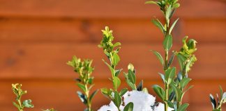 Boxwood blight found in Michigan boxwood