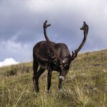 You know Dasher, and Dancer. But Dunder and Blixem? caribou