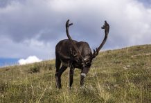 You know Dasher, and Dancer. But Dunder and Blixem? caribou