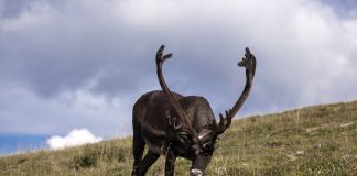 You know Dasher, and Dancer. But Dunder and Blixem? caribou