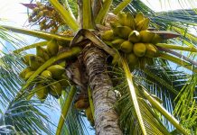 Coconut oil compounds repel better than DEET coconut