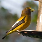 Evening grosbeaks joust at feeder evening grosbeak