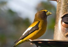 Evening grosbeaks joust at feeder evening grosbeak