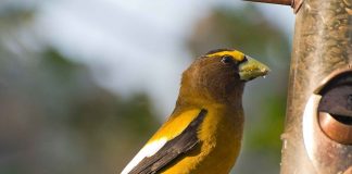 evening grosbeak
