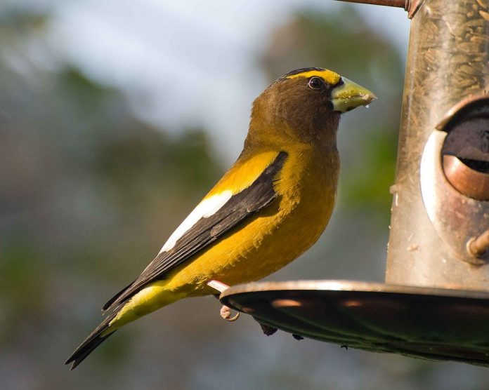 evening grosbeak evening grosbeak