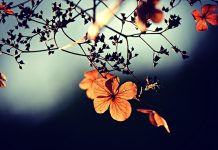 Give the present your full attention flower