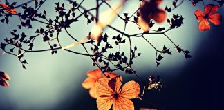 Give the present your full attention flower