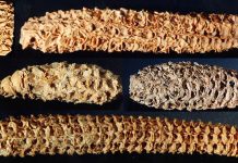 Virus lived in ancient corn cobs for nearly 1,000 years oldest corn virus discovery