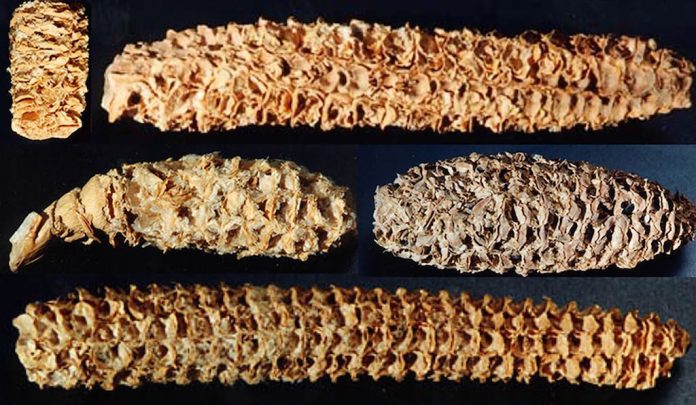 oldest-virus oldest corn virus discovery