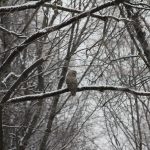Dec. 21: The shortest day, longest night owl
