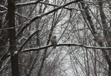 Dec. 21: The shortest day, longest night owl