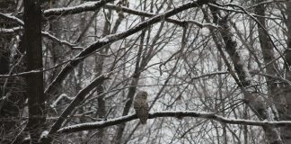 Dec. 21: The shortest day, longest night owl