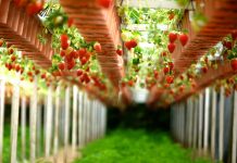 USDA announces financial assistance for fruit and vegetable growers strawberries