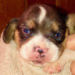 Beagles great for hunting, companionship Beagle puppy