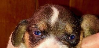 Beagles great for hunting, companionship Beagle puppy