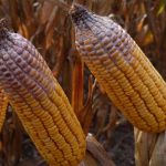 How to manage corn diseases corn vomitoxin