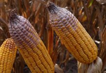 How to manage corn diseases corn vomitoxin