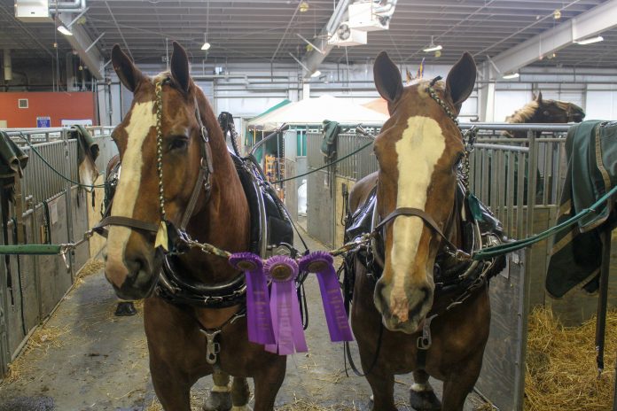 Draft Horses Draft Horses