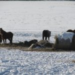 Reduce forage loss during winter feeding horses in winter