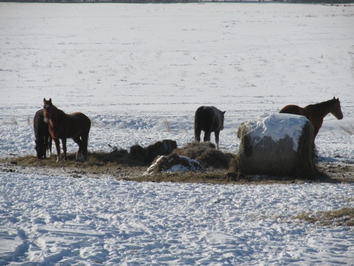horses in winter horses in winter