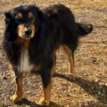 Dogs have a way of finding the people who need them English Shepherd, Billy