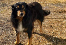 Fond memories of furry family members English Shepherd, Billy