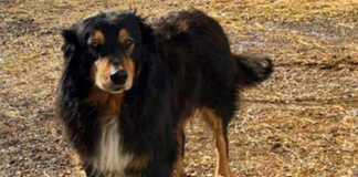 English Shepherd, Billy