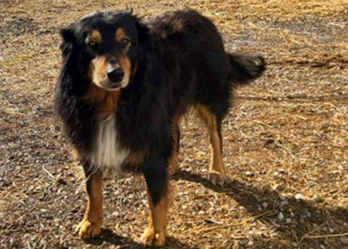 English Shepherd, Billy