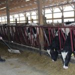 Preparing for winter – livestock supplemental feeding basics Chris pushing feed
