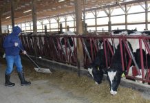 Preparing for winter – livestock supplemental feeding basics Chris pushing feed