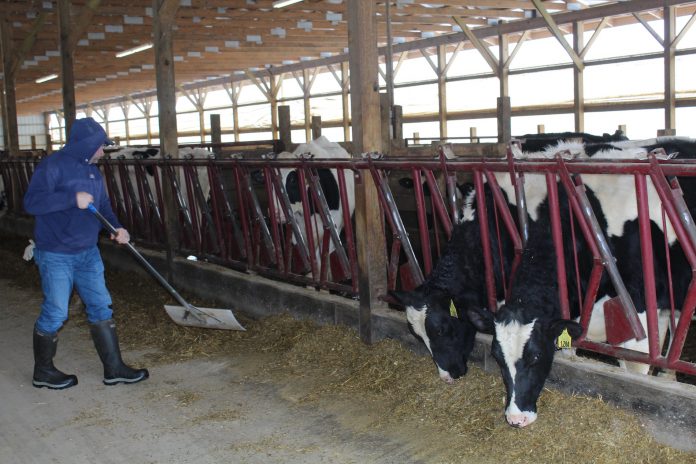 Phillips_pushing Chris pushing feed