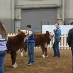 2019 Pennsylvania Farm Show beef cattle show