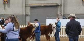 Crawford Co. exhibitor takes beef show title 2019 Pennsylvania Farm Show beef cattle show