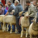 2019 Pennsylvania Farm Show sheep