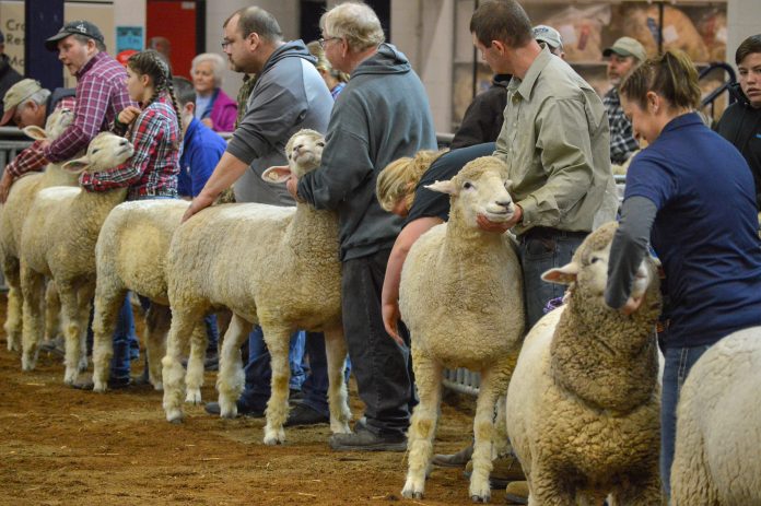 2019 Pennsylvania Farm Show sheep