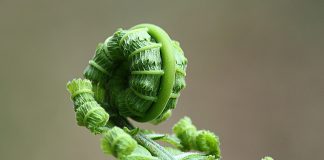 Men’s Garden Club of Youngstown offers scholarships fern