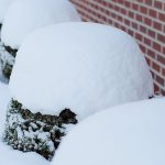 How to minimize winter damage to trees and shrubs snowy shrubs