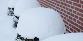 How to minimize winter damage to trees and shrubs snowy shrubs