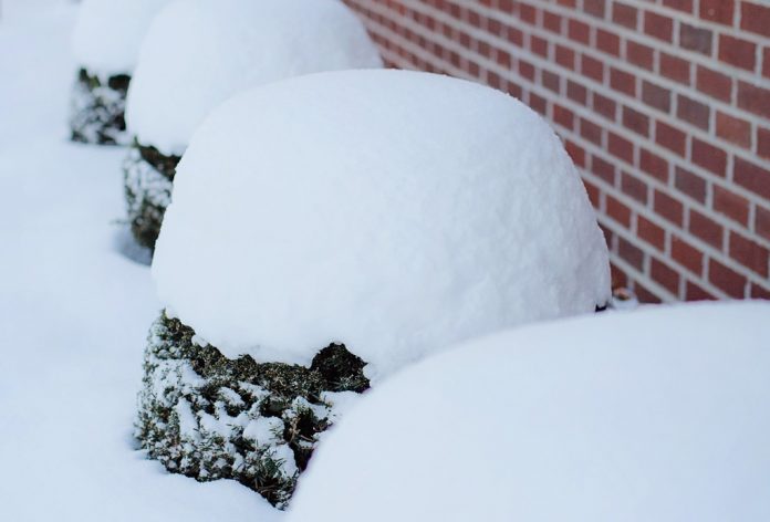 snowy shrubs snowy shrubs