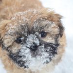 How to keep pets safe in cold weather snowy dog