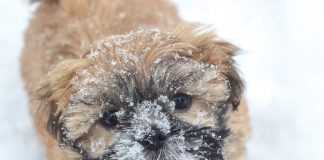 How to keep pets safe in cold weather snowy dog