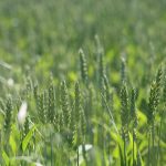 Winter forage production options rye