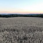 Grain market betting on a better trade deal soybeans at sunset