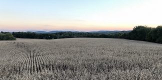 Grain market betting on a better trade deal soybeans at sunset