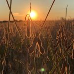 Grain markets are trading on rumors, optimism soybean field at sunset