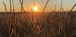 Beginnings and endings in every life soybean field at sunset