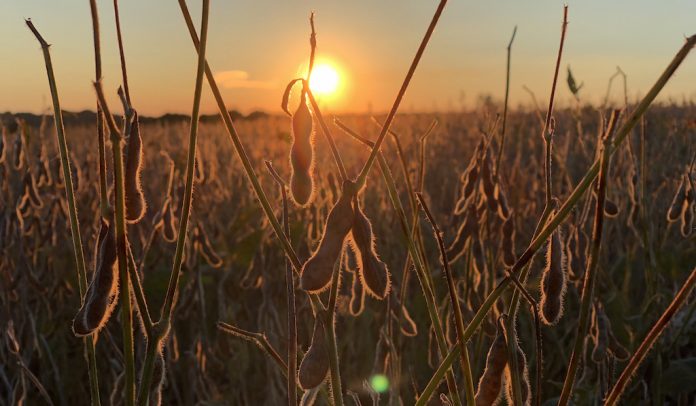 soybeans at sunset 7 soybean field at sunset