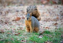 Squirrel: It’s what’s for dinner squirrel