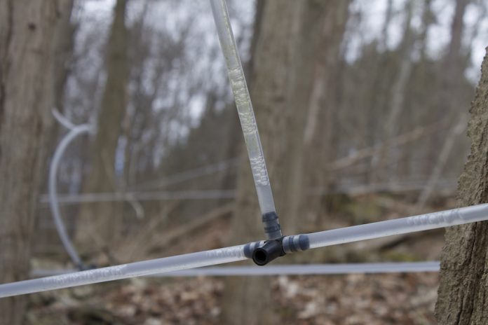 maple syrup tubing maple syrup tubing